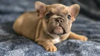 INDY, a male French Bulldog for sale in Sebring, FL – 5 of 8