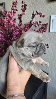 TEX, a male French Bulldog for sale in Sebring, FL – 7 of 7