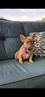 Virginia , a female French Bulldog for sale in Sebring, FL – 6 of 8