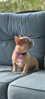 Virginia , a female French Bulldog for sale in Sebring, FL – 2 of 8