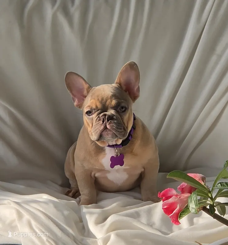 Virginia  – French Bulldog puppy for sale in Sebring, FL
