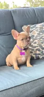 Virginia , a female French Bulldog for sale in Sebring, FL – 8 of 8