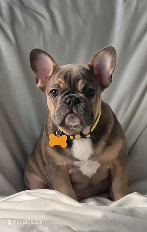INDY – French Bulldog puppy for sale in Sebring, FL