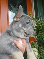 DAKOTA , a male French Bulldog for sale in Sebring, FL – 2 of 7