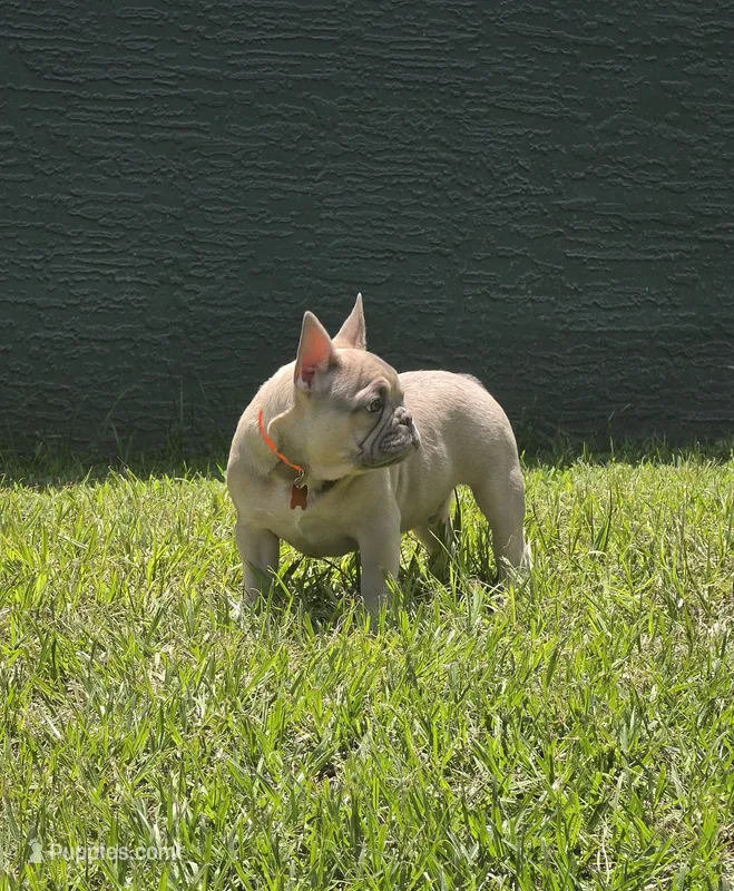 DC – French Bulldog puppy for sale in Sebring, FL