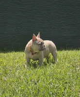 DC, a male French Bulldog for sale in Sebring, FL – 1 of 10