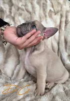 DC, a male French Bulldog for sale in Sebring, FL – 3 of 9