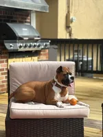 Zander, a male Boxer for sale in Westerville, OH – 2 of 4