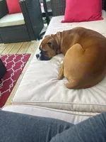 Zander, a male Boxer for sale in Westerville, OH – 4 of 4