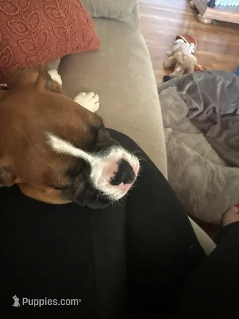 Zander – Boxer puppy for sale in Westerville, OH