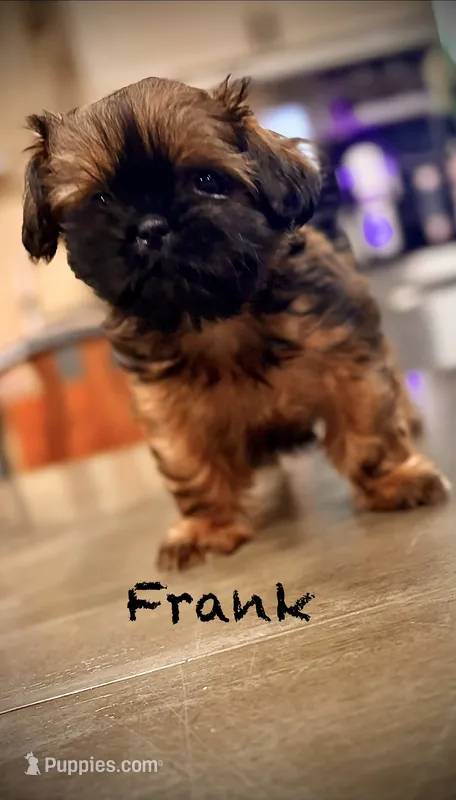Frank – Shih Tzu puppy for sale in Buena Park, CA