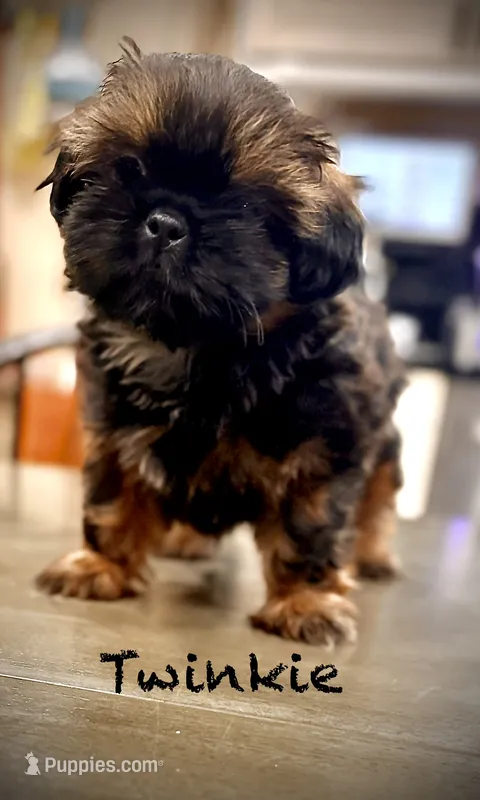 Twinkie  – Shih Tzu puppy for sale in Buena Park, CA