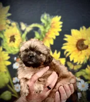 Urie, a male Shih Tzu for sale in Buena Park, CA – 5 of 6