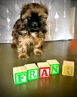 Frank, a female Shih Tzu for sale in Buena Park, CA – 5 of 8
