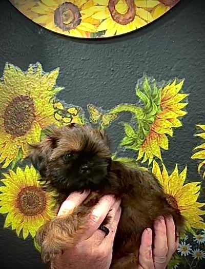 Frank, a female Shih Tzu for sale in Buena Park, CA – 6 of 8