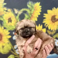 Urie, a male Shih Tzu for sale in Buena Park, CA – 3 of 6