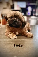Urie, a male Shih Tzu for sale in Buena Park, CA – 1 of 6