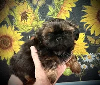 Twinkie , a male Shih Tzu for sale in Buena Park, CA – 2 of 7