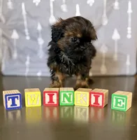 Twinkie , a male Shih Tzu for sale in Buena Park, CA – 5 of 7