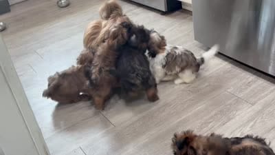 Twinkie , a male Shih Tzu for sale in Buena Park, CA – 6 of 7