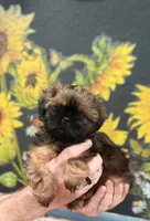 Frank, a female Shih Tzu for sale in Buena Park, CA – 4 of 8