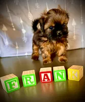 Frank, a female Shih Tzu for sale in Buena Park, CA – 2 of 8