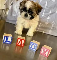 Lady Sweet Cheeks, a female Shih Tzu for sale in Buena Park, CA – 5 of 9