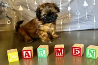 Carmen , a male Shih Tzu for sale in Buena Park, CA – 3 of 6