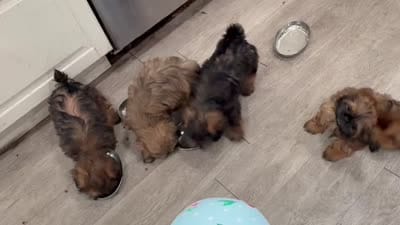 Urie, a male Shih Tzu for sale in Buena Park, CA – 6 of 6