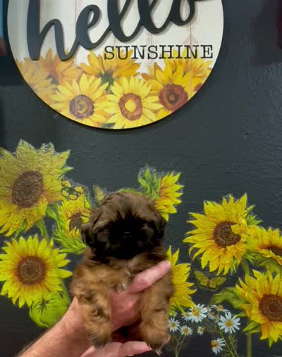 Carmen , a male Shih Tzu for sale in Buena Park, CA – 6 of 6
