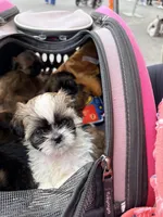 Lady Sweet Cheeks, a female Shih Tzu for sale in Buena Park, CA – 6 of 9