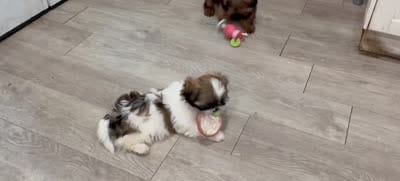 Lady Sweet Cheeks, a female Shih Tzu for sale in Buena Park, CA – 8 of 9