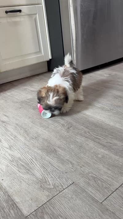 Lady Sweet Cheeks, a female Shih Tzu for sale in Buena Park, CA – 7 of 9