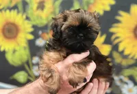 Frank, a female Shih Tzu for sale in Buena Park, CA – 3 of 8