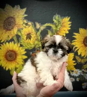 Lady Sweet Cheeks, a female Shih Tzu for sale in Buena Park, CA – 4 of 9