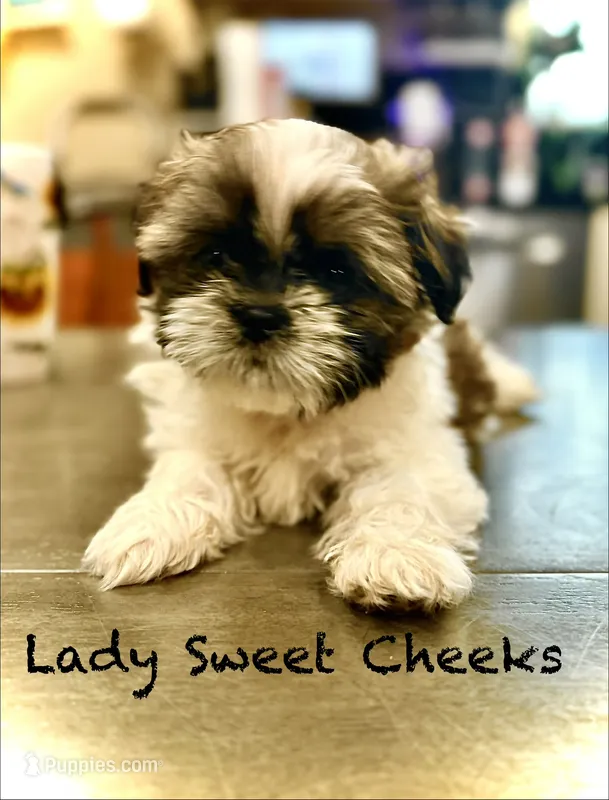 Lady Sweet Cheeks – Shih Tzu puppy for sale in Buena Park, CA