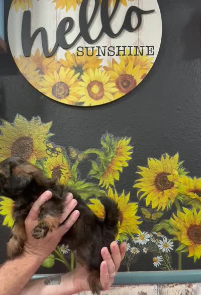 Twinkie , a male Shih Tzu for sale in Buena Park, CA – 7 of 7