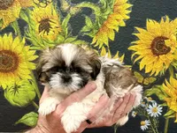 Lady Sweet Cheeks, a female Shih Tzu for sale in Buena Park, CA – 2 of 9