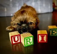 Urie, a male Shih Tzu for sale in Buena Park, CA – 2 of 6