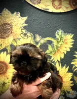 Twinkie , a male Shih Tzu for sale in Buena Park, CA – 3 of 7
