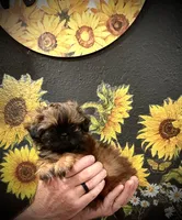 Carmen , a male Shih Tzu for sale in Buena Park, CA – 4 of 6