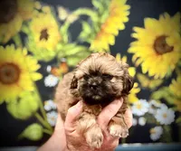 Urie, a male Shih Tzu for sale in Buena Park, CA – 4 of 6