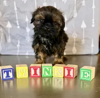Twinkie , a male Shih Tzu for sale in Buena Park, CA – 4 of 7