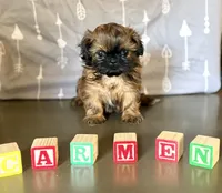Carmen , a male Shih Tzu for sale in Buena Park, CA – 2 of 6
