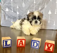 Lady Sweet Cheeks, a female Shih Tzu for sale in Buena Park, CA – 3 of 9
