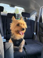 Gordo , a male Yorkshire Terrier for sale in Clifton, NJ – 3 of 3