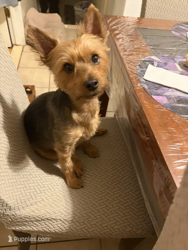 Gordo  – Yorkshire Terrier puppy for sale in Clifton, NJ