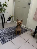 Gordo , a male Yorkshire Terrier for sale in Clifton, NJ – 2 of 3