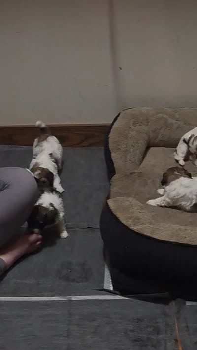 Facility video