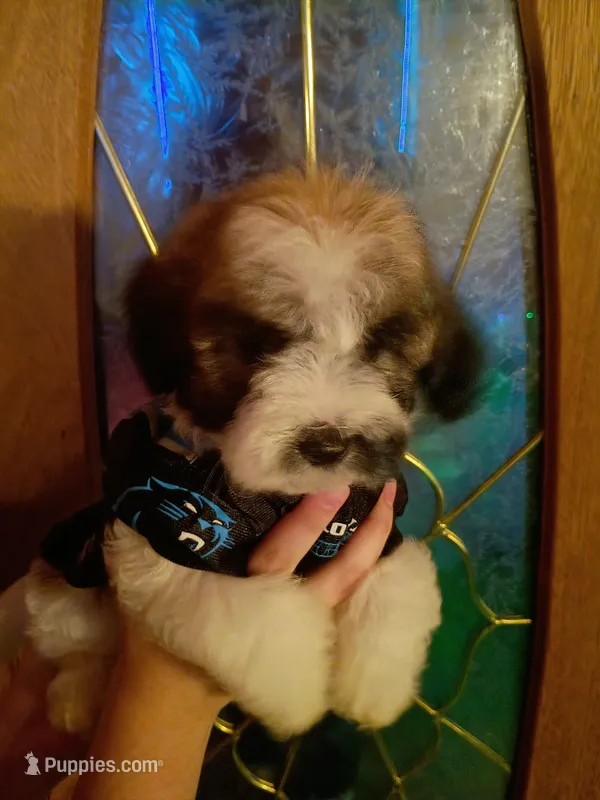 Mr. Louie 🐶 🦴  – Maltipoo, Shihpoo puppy for sale in Monroe, NC